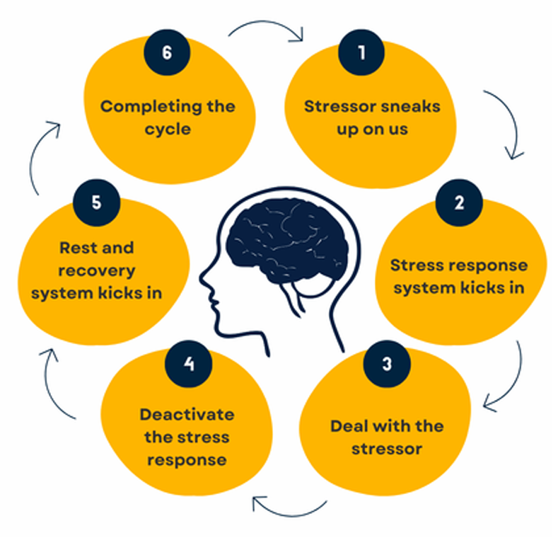 The Stress Cycle